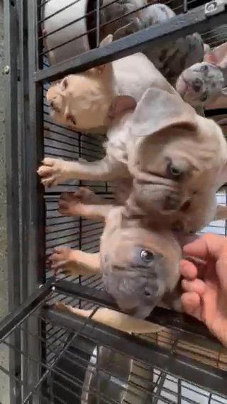 French Bulldog Puppies 9wk in Las Vegas, Nevada