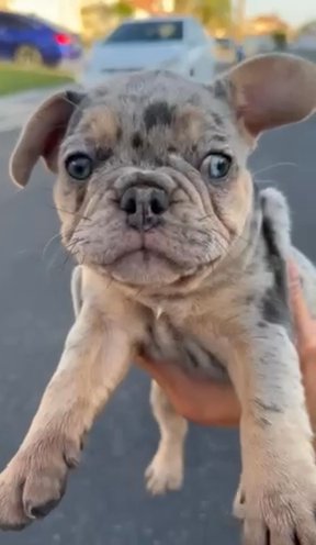 Merle French Bulldog Fluffy Carrier in Las Vegas, Nevada