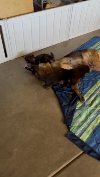 Roxy & Marvin Litter in Fallbrook, California