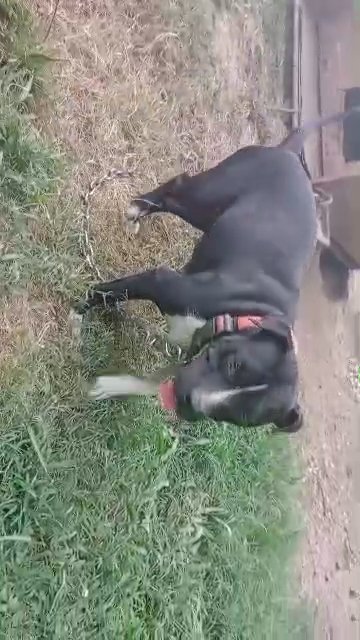 Meet mom-Oreo in Memphis, Tennessee