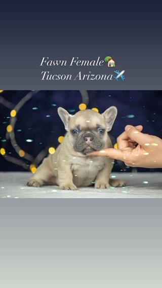 Fawn Female Frenchie in Tucson, Arizona