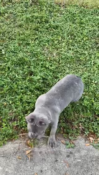 French Bulldog puppies in Fort Lauderdale, Florida