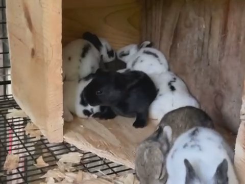 New Zealand Rabbits in Newton, North Carolina