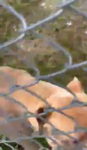 Bully Puppies in Beachwood, New Jersey