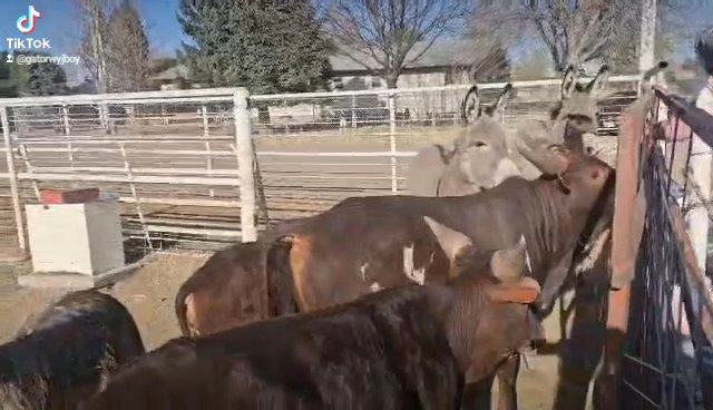 watusi heifer in Pueblo, Colorado