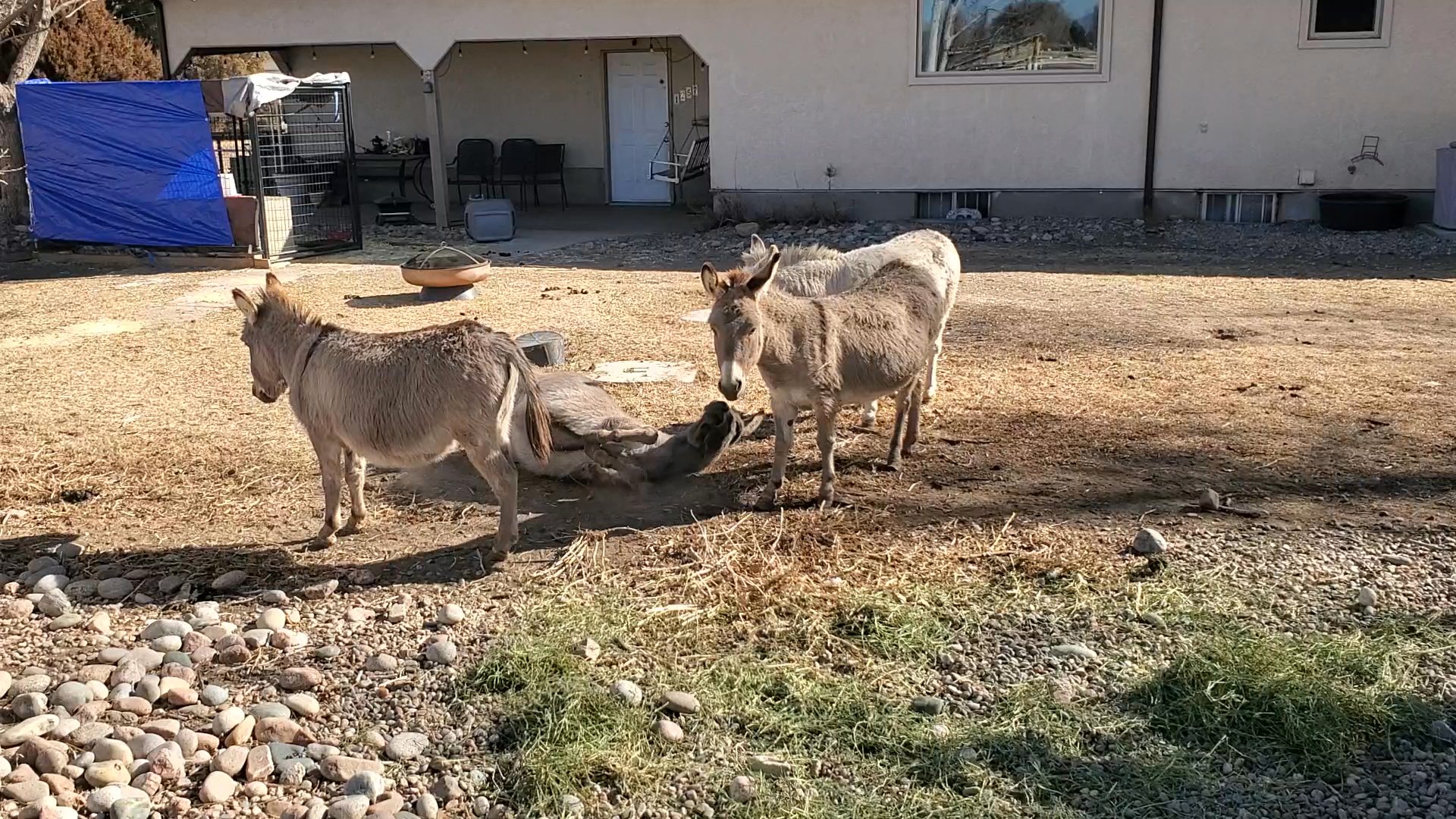 miniture burros in Pueblo, Colorado