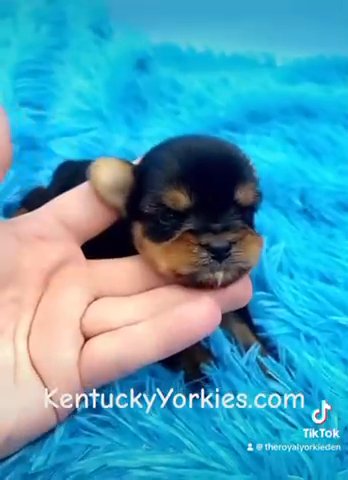 Male Yorkie in Lexington-Fayette, Kentucky