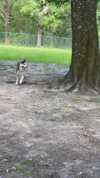 Siberian Husky in Kissimmee, Florida