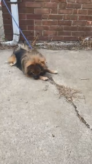 Full Breed Pomeranian With Papers And Shots in Hammond, Indiana