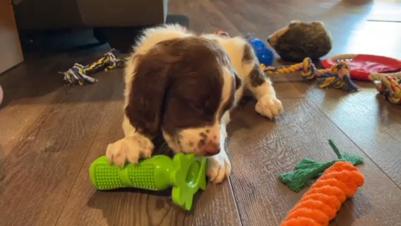8 week Old registered Brittany in Princeton, Texas