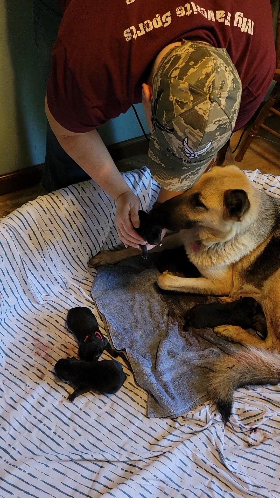5 Talking, Howling CKC Shepard Husky Puppies in Arizona City, Arizona