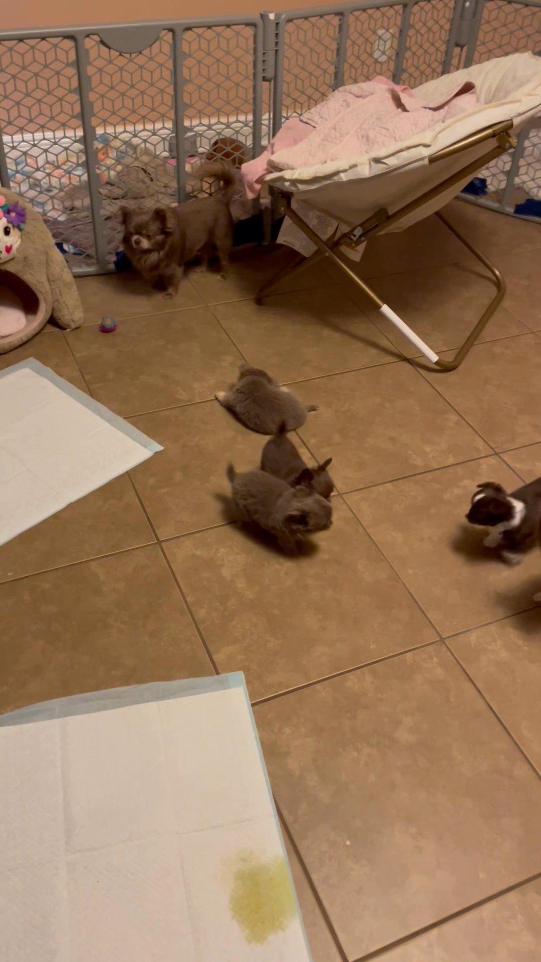 Chihuahua Puppies for Sale in Arizona City, Arizona