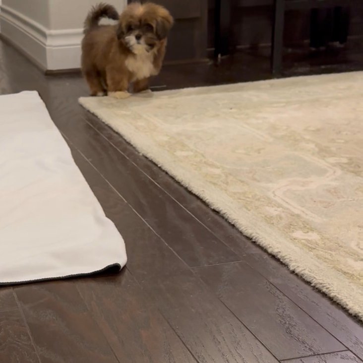AKC 12week old Lhasa Apso Male Puppy in Arizona City, Arizona