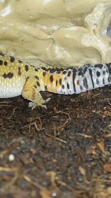 selling tank, lights, and gecko in Shelby, Michigan