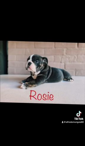 English Bulldog in Riverside, California