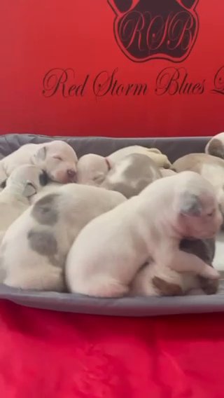 Merle/Tri/Tick Color Puppies in Trenton, New Jersey