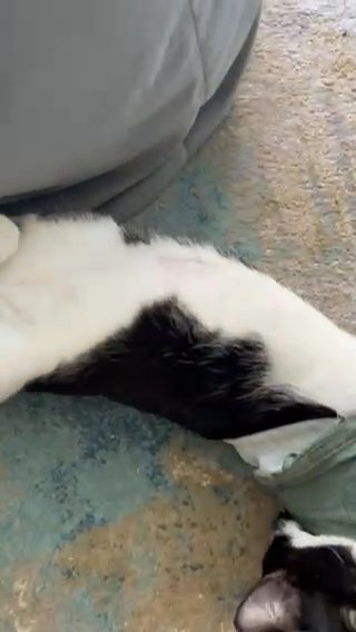 Free Cat for adoption in Honolulu, Hawaii