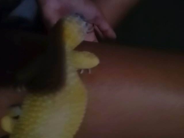 male leopard gecko in Mankato, Minnesota