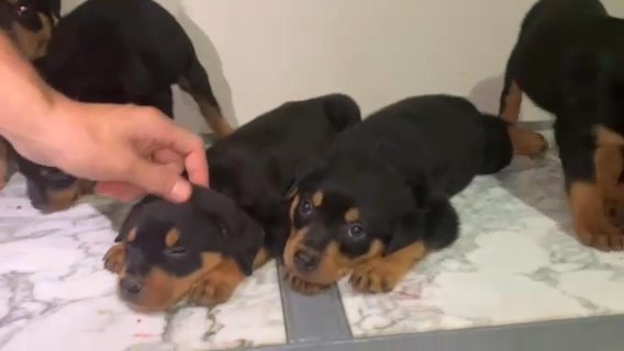 6 Male American Rottweiler Puppies in Winder, Georgia