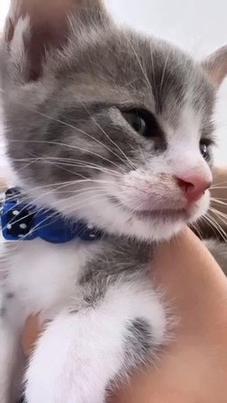 Kitten in San Francisco, California