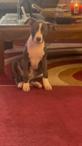 Blue Nose Pit in Trenton, New Jersey