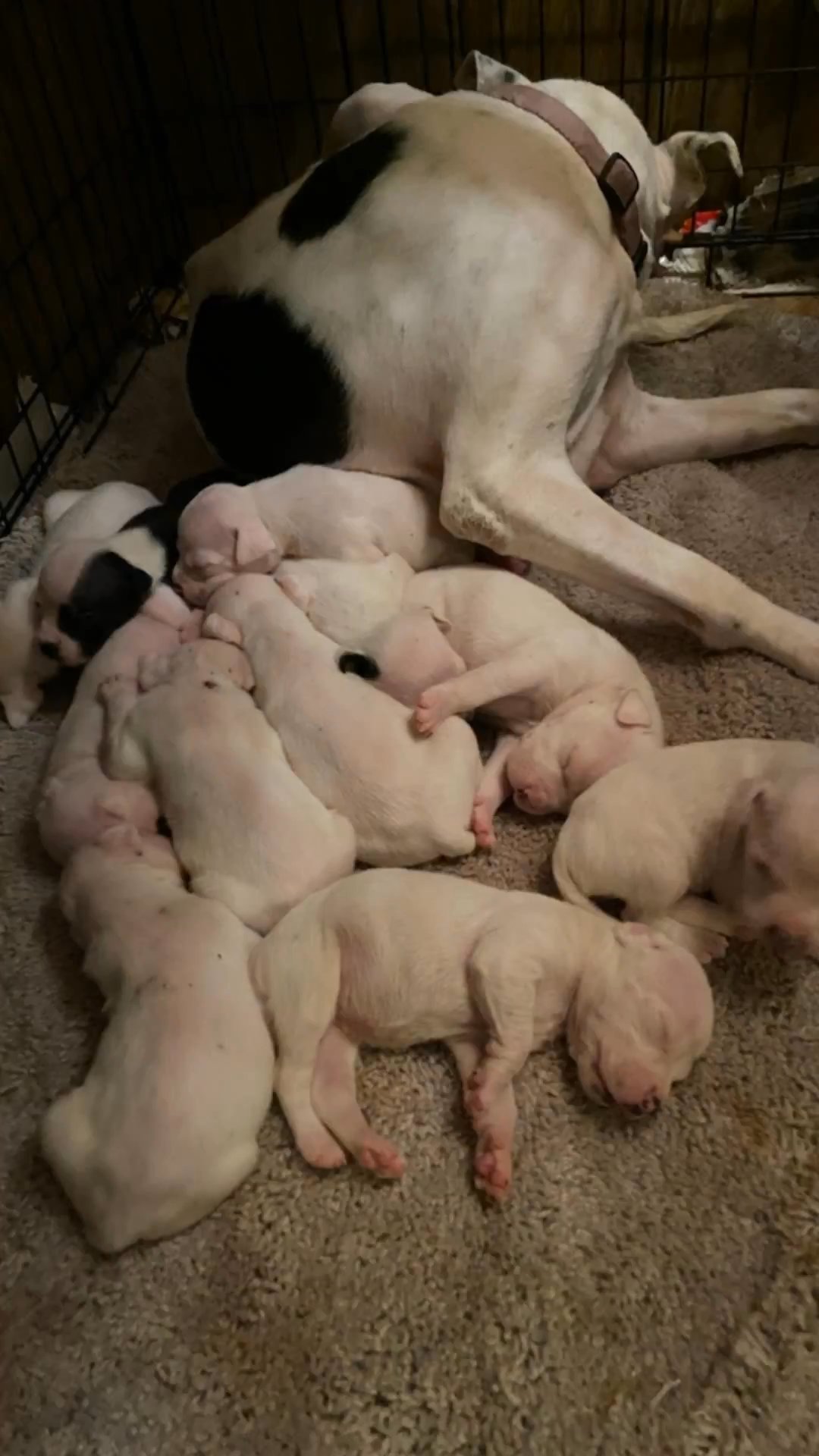 ?? Pitbull Puppies ? in Harrisburg, North Carolina