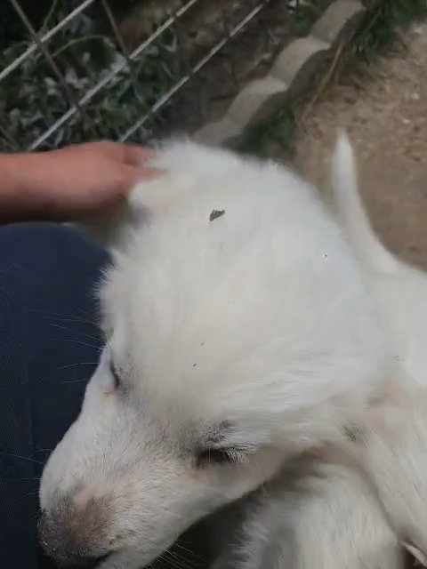 great pyrenees in South Milwaukee, Wisconsin