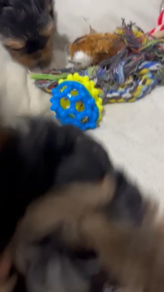 Babydoll Traditional Male AKC in Port St. Lucie, Florida