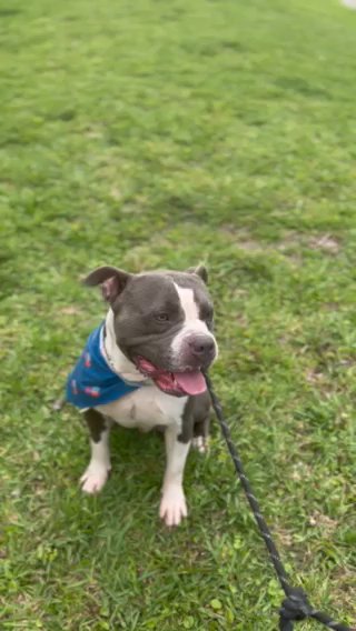 Staffordshire bull terrier in Fort Lauderdale, Florida