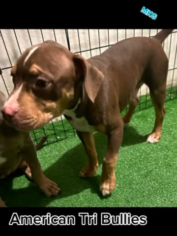 American Tri Bullies in Philadelphia, Pennsylvania