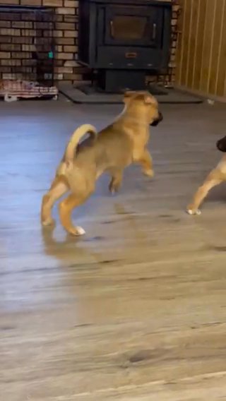 boxer and german shepherd mixed! in New York City, New York