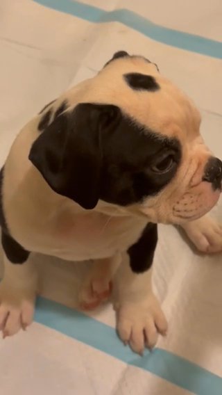 Pup2 in Phoenix, Arizona
