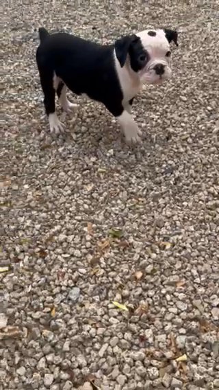 Pup4 in Phoenix, Arizona