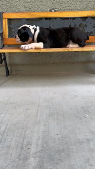 Pup7 in Phoenix, Arizona