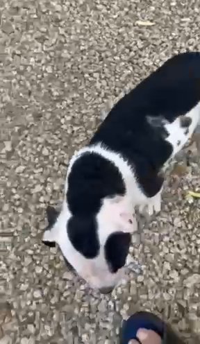 Pup5 in Phoenix, Arizona