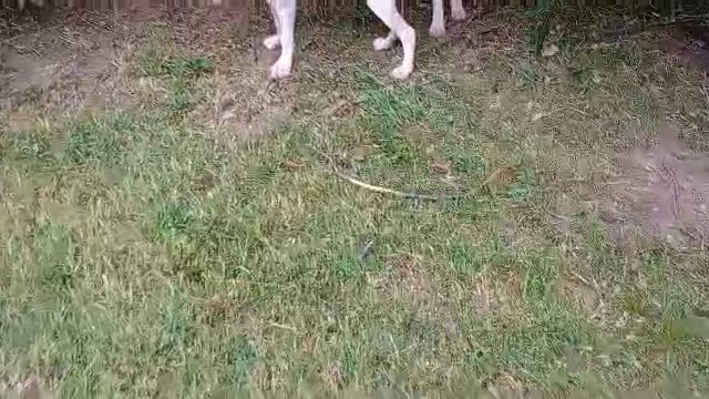 Playtime with mom. playtime with mom and yes my dogs do come of leash at night time to guard our place of living I take well care of them. Just thought I'd throw that out there. in Memphis, Tennessee