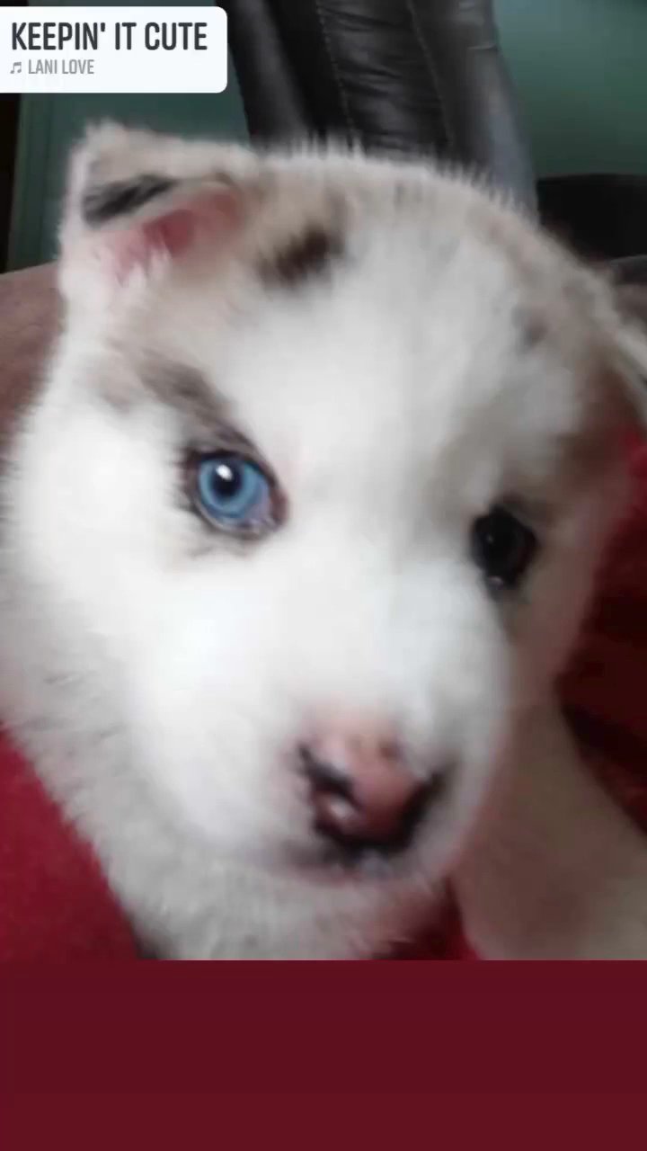 9 week old pomski has first shot and his dewarming in Arizona City, Arizona