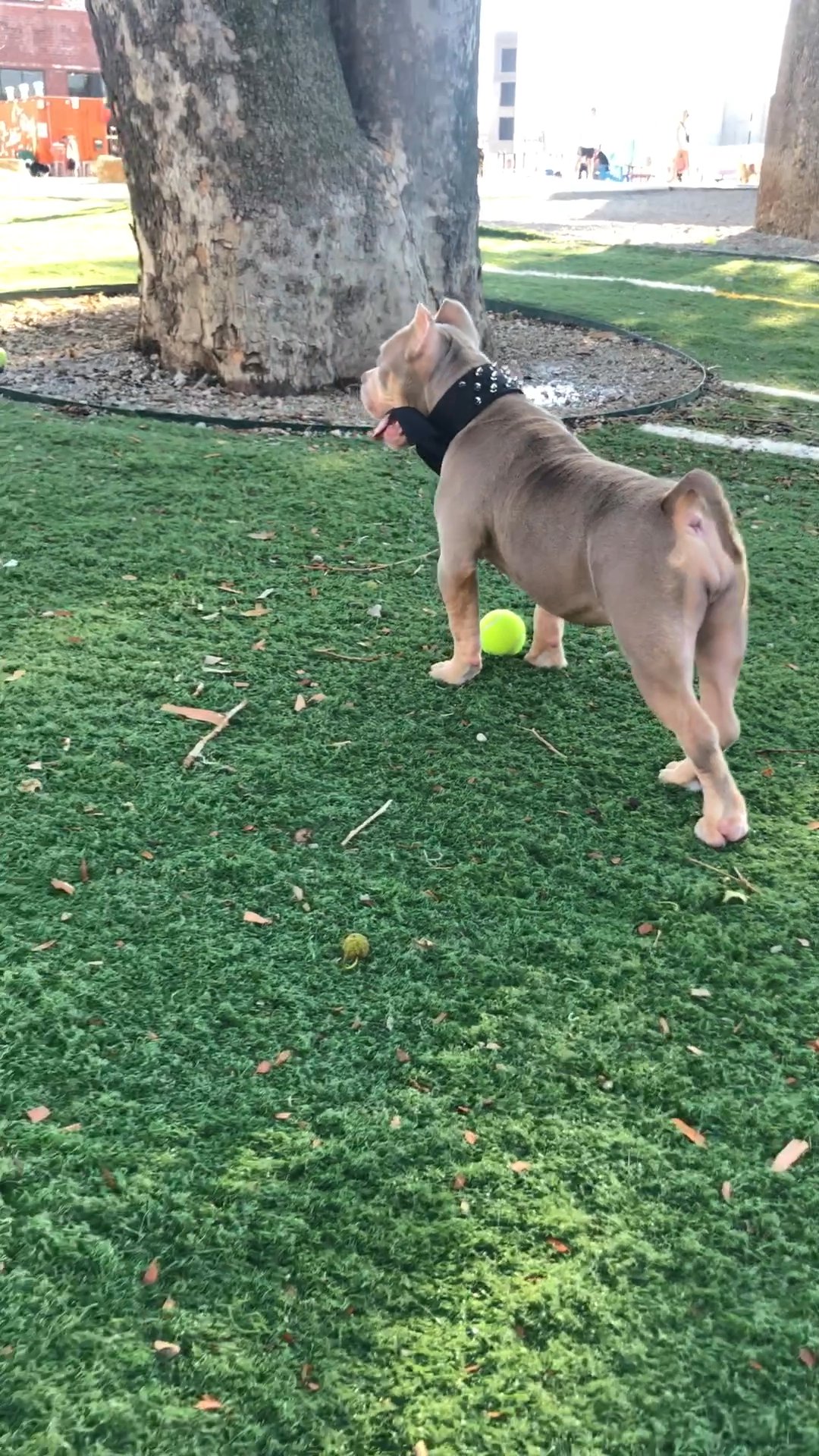 Selling my 7 month old puppy in Arizona City, Arizona