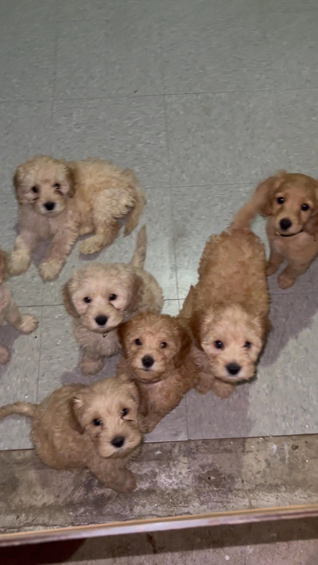 Puppies for sale in Arizona City, Arizona