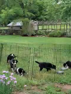 B& W Border Collie puppies ready to go in Arizona City, Arizona