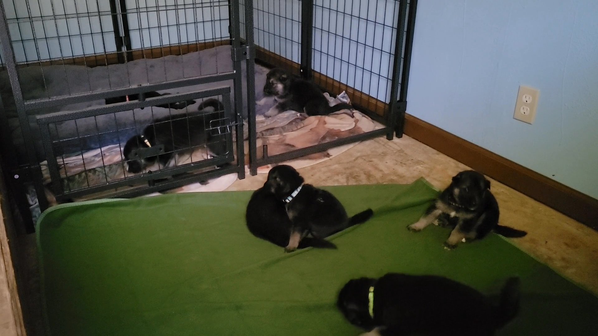 5 Talking, Howling CKC Shepard Husky Puppies in Arizona City, Arizona