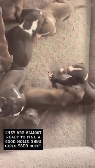 Pit Bull Puppies in Minneapolis, Minnesota