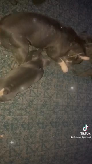 Blue Frenchies Akc in Boston, Massachusetts