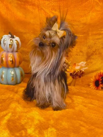 Beautiful Import Yorkshire Terrier in Apple Valley, California