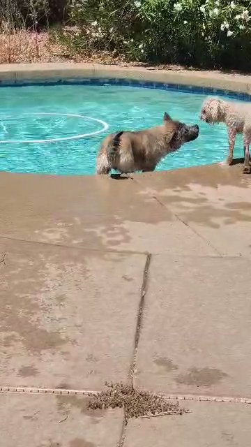 Precious Pup (Chow/Husky) in Surprise, Arizona