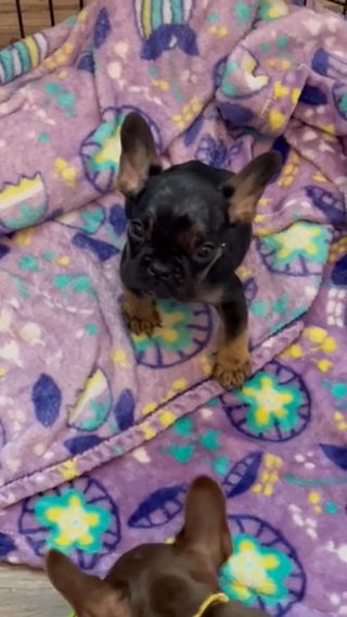 Akc French Bulldog in Seattle, Washington