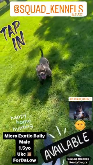 Micro Exotic Bully in Rancho Cucamonga, California