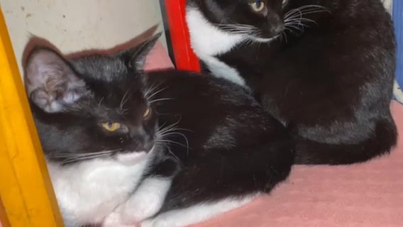 2 Female Tuxedo Kitten 14 Weeks Old $250 Each in The Bronx, New York