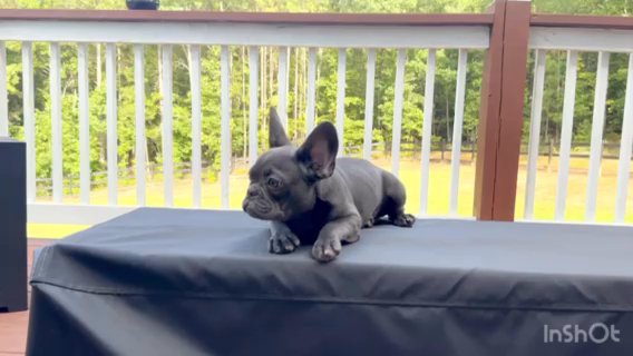 Stunning Blue French Bulldog in Douglasville, Georgia