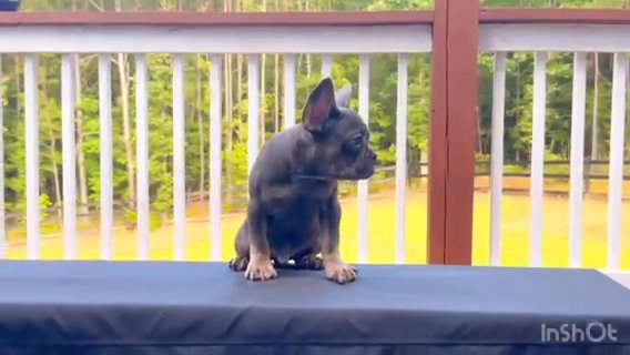 Blue and Tan French Bulldog in Douglasville, Georgia